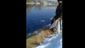 Подкормка диких уток  зимой. Гилевское водохранилище. Охот-Общество Локтевского района