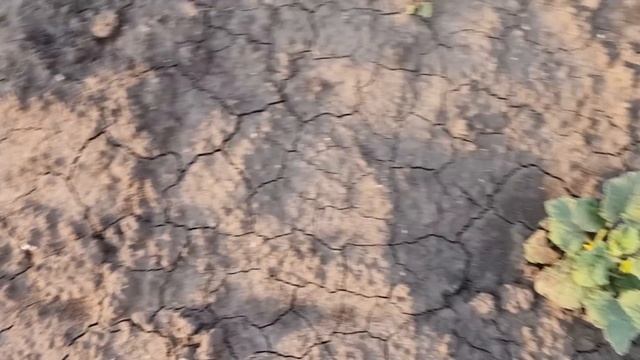 Обзор огорода в конце июня, Что выросло на грядках, Всё очень плохо растет в этом году, Моя дача смотреть онлайн