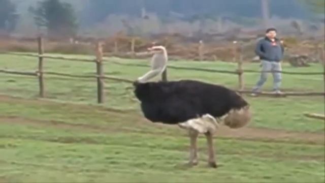 Голоса птиц. Страус. (common ostrich song) смотреть онлайн