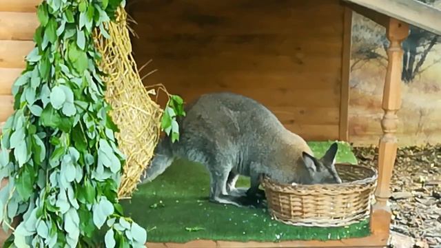Кенгуру Беннетта смотреть онлайн