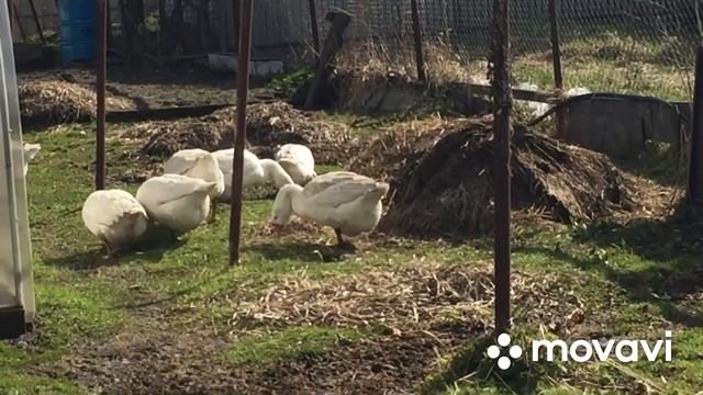 Повадки гусыни перед насиживание яиц/ Как понять что гусыня готова насиживать яйца смотреть онлайн