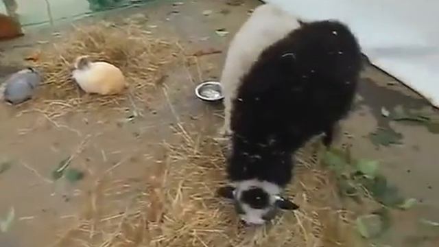 +с днем рождения животные фото Москва, 8(916)702-11-08 смотреть онлайн