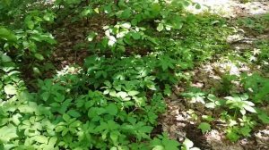 Где растёт сныть и когда лучше её собирать