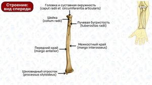 Лучевая кость: строение, латынь / Анатомия