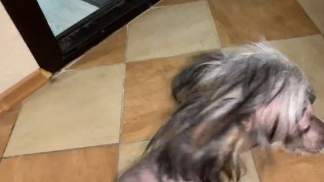 Весёлое декабрьское утро ? ох уж этот котопёс ?? смотреть онлайн