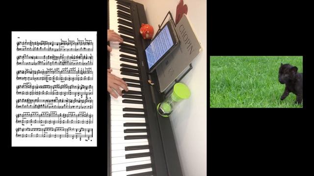 G.F.Haendel-Bourre in G with a baby black panther(!).Piano version. Short video. 2mpossible Pian!st смотреть онлайн