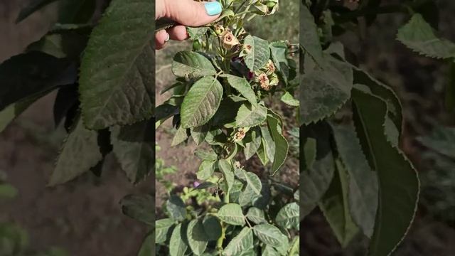 РАПСОДИЯ ИН БЛЮ http://rosebushes.ru/ флорибунда смотреть онлайн