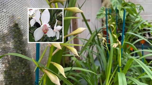 Cymbidium erythrostylum a lovely easy to grow cool growing species смотреть онлайн