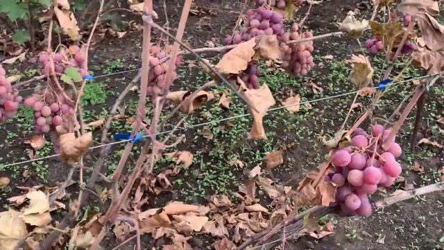 Отличный сорт винограда для хранения на зиму - Звёздные врата смотреть онлайн
