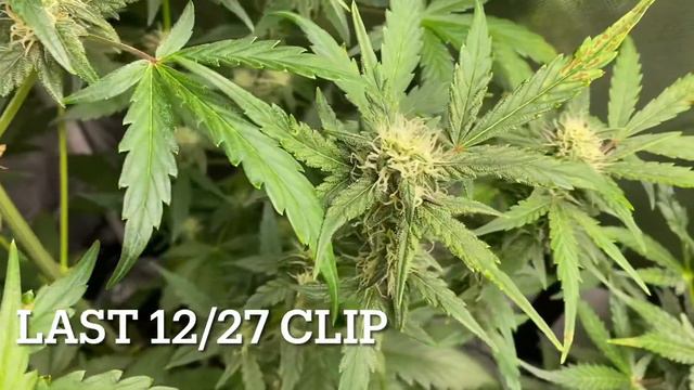 Auto Gelato 2 month update смотреть онлайн