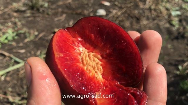 Супер нектарин на 5 звезд. Черный нектарин Венус - Агро Сад 2023 смотреть онлайн