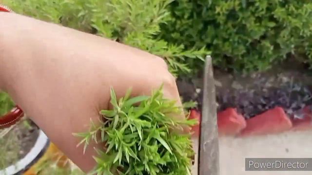 How to grow and care golden bottle brush//Giving shape//गोल्डन बोटल ब्रश कैसे लगाए//Care tips 👆 смотреть онлайн