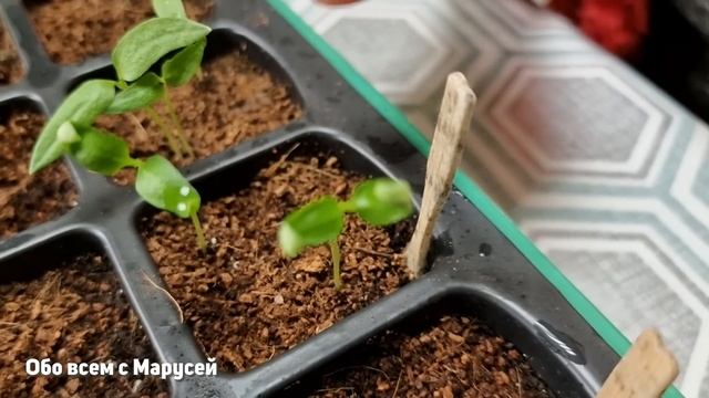 МОЯ РАССАДА НА 1 марта 2023 видеообзор всхожесть советы , перцы , баклажаны ,цветы@obovsemsmarusya смотреть онлайн