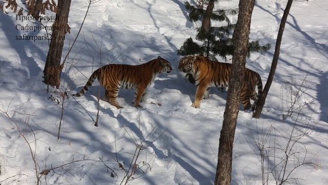 ИГРЫ АМУРСКИХ ТИГРОВ В ПРИМОРСКОМ САФАРИ ПАРКЕ смотреть онлайн