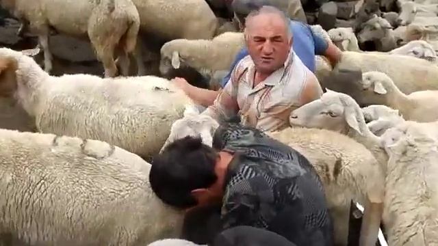 Страшно трудная работа, дойка овец. смотреть онлайн