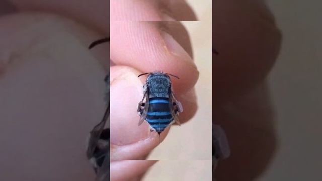 Животные Которых Ты Никогда Не Видел смотреть онлайн