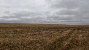 осенняя охота на!!!ГУСЯ!!С новым ружьём МР-155 STRELA#Амурская#область #