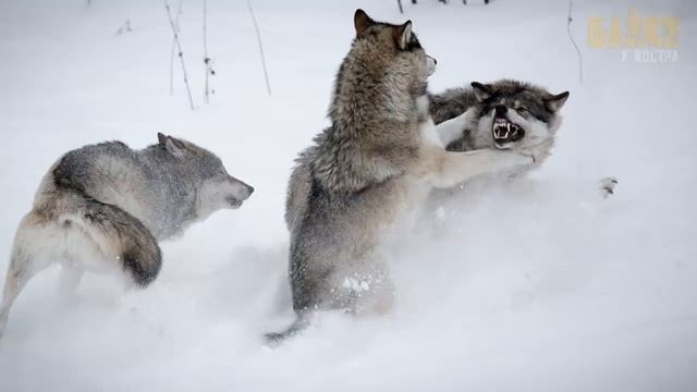 Как волк встал на защиту девушки и пошел против стоей стаи смотреть онлайн