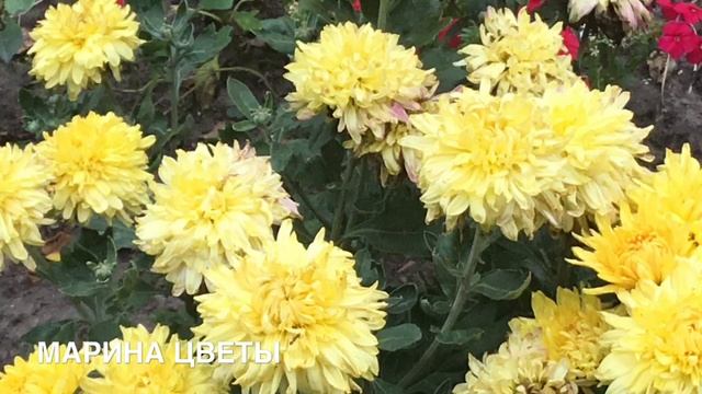ХРИЗАНТЕМУ ПОСАДИТЬ СЕЙЧАС ЭТО ПРАВИЛЬНО смотреть онлайн