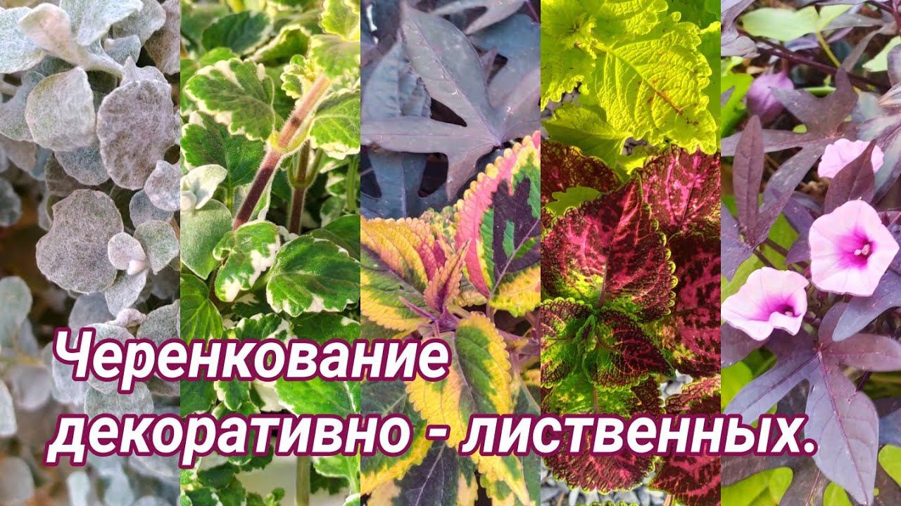 Черенкование. Декоративно - лиственные, алиссум, сцевола. смотреть онлайн