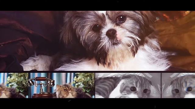 Слайд шоу домашние животные. Для детей. Слайд шоу с котятами. Слайд шоу для кошки, собаки / и тд. смотреть онлайн