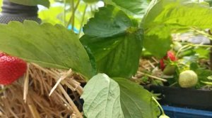 Обзор на сорт клубники Маджестик. Земляничная Исландия.