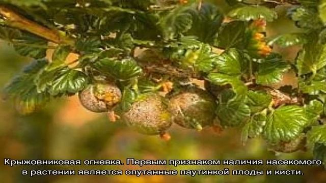 Болезни крыжовника и их лечение смотреть онлайн