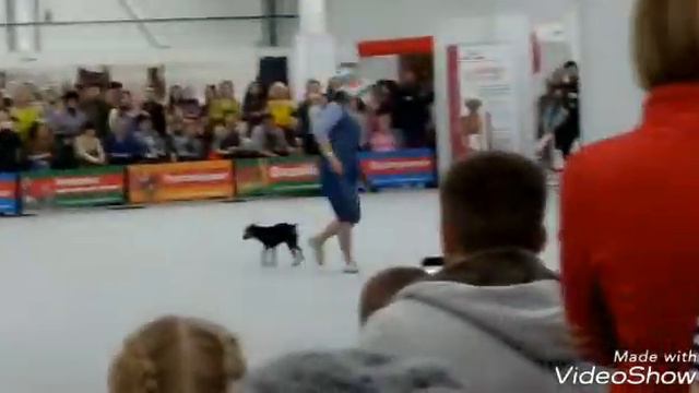 #||Влог выставка СоБаК 💗🌈🤘👌||