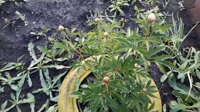 Погода преподнесла сюрприз - град.⛈️ смотреть онлайн