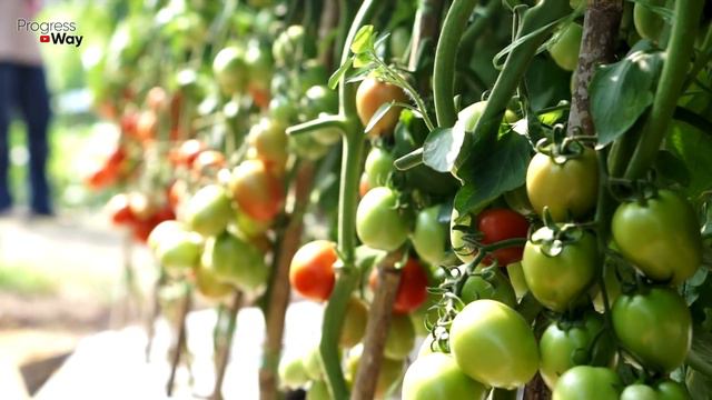 1 КАПЛЯ И ТОМАТЫ ЗАСЫПЛЮТ ВАС УРОЖАЕМ смотреть онлайн