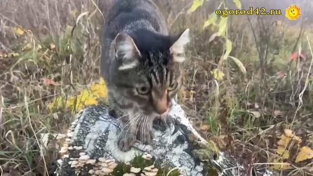 Понять бы кошачий язык: что хочет сказать котейка? смотреть онлайн