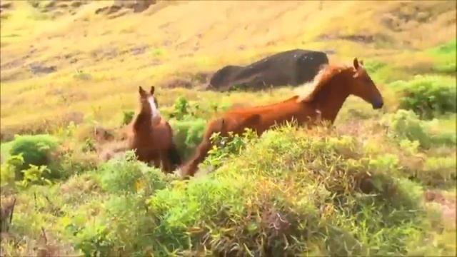 От луны яркий свет. смотреть онлайн