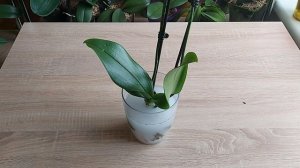 Фундазол для орхидей, в каких случаях применять?.. Описание, правильное использование и дозировка