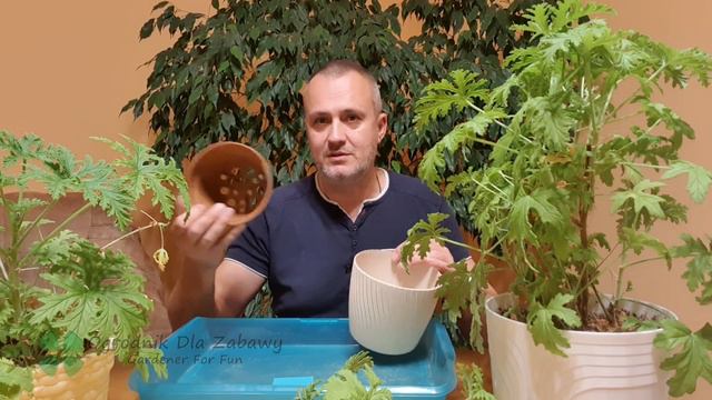 50. Grudnik, Dlaczego Nie Kwitnie. Hydroponika Dla Początkujących. Podłoże Typu „bigos”.