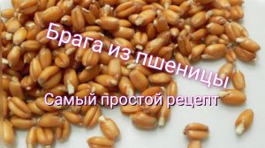 Брага на пшенице. Самый простой рецепт браги. От канала Мы из Краснодара