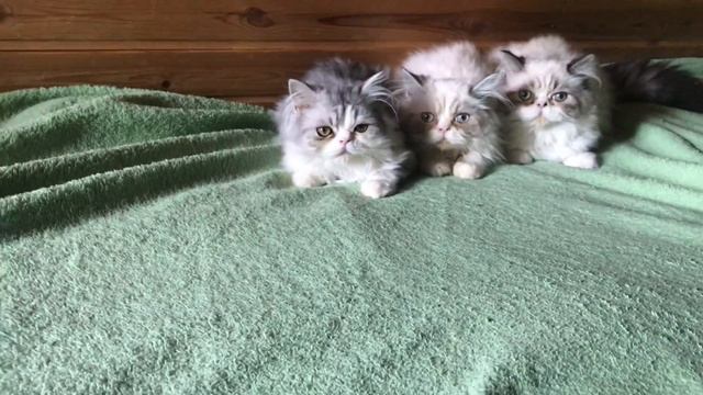 Котики персы смотреть онлайн