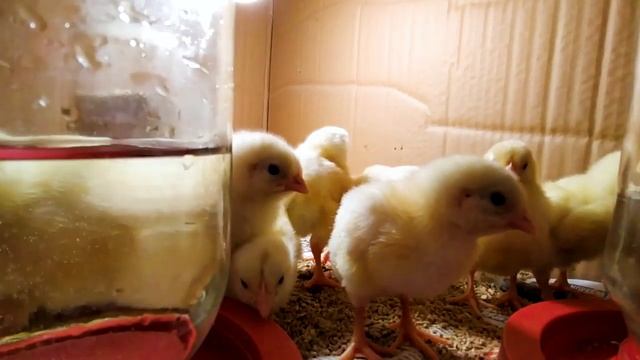 БРОЙЛЕРЫ с нуля и до забоя __ корма, аптечка, уход смотреть онлайн