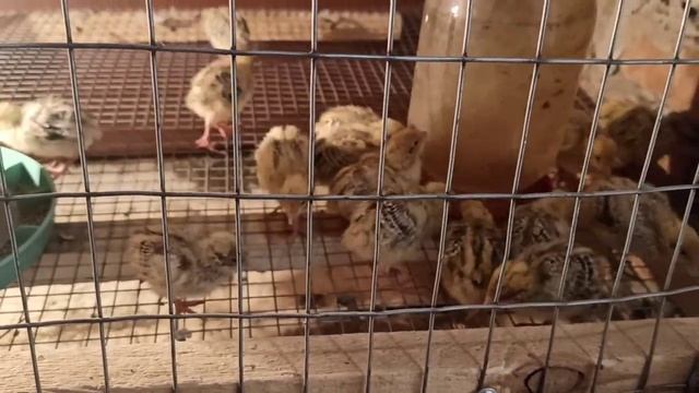 Перепёлки на даче! 5 е сутки. порода феникс золотистый смотреть онлайн