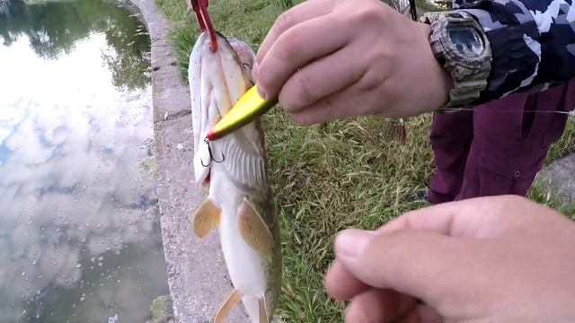 БЕШЕНЫЙ КЛЕВ ЩУКИ!!!! смотреть онлайн