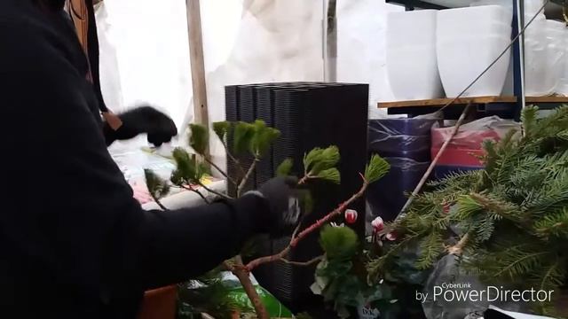 "Ευκολο" Μπονσαι.Master class από γεωπόνο Α.Μαχουχα. Μερος 2. смотреть онлайн