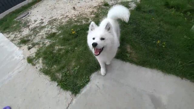 ВПЕРВЫЕ ЩЕНОК САМОЕДА НА УЛИЦЕ смотреть онлайн