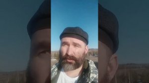 сбор берёзовых почек