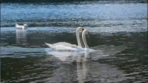 Андрей Покровский _ЗАМЕРЗАЛА ДУША_ (сл. Татьяны Никитиной, муз. Андрея Покровского).mp4