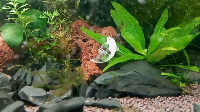 Анциструс-снежок вуалевый / L-144 Snow White long fin смотреть онлайн