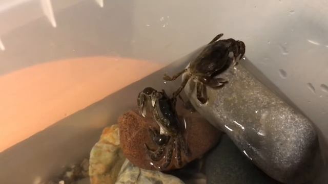 Морские крабики в домашних условиях смотреть онлайн