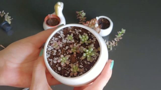 SEDUM RUBROTINCTUM PROPAGATION! How To Propagate Jelly Bean Sedum By Leaves And Stem Cuttings.