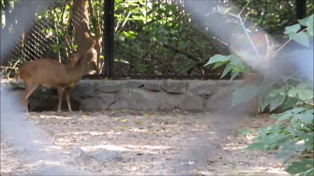 Мунтжаки тоже бывают любопытные 17.08.2020 смотреть онлайн