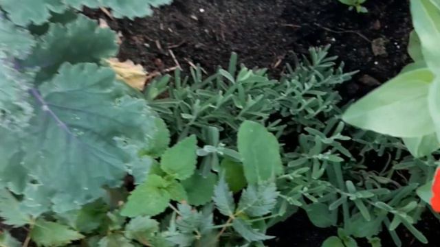 Малина порадовала! собираю огурцы, любуюсь цветами