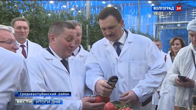 В Волгоградской области собрали первый урожай томатов из теплицы пятого поколения смотреть онлайн