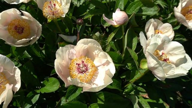 пион Эрли Дейбрик - Early Daybreak - Saunders, 1949, смотреть онлайн